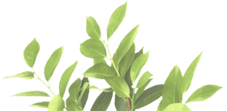 листья дерева